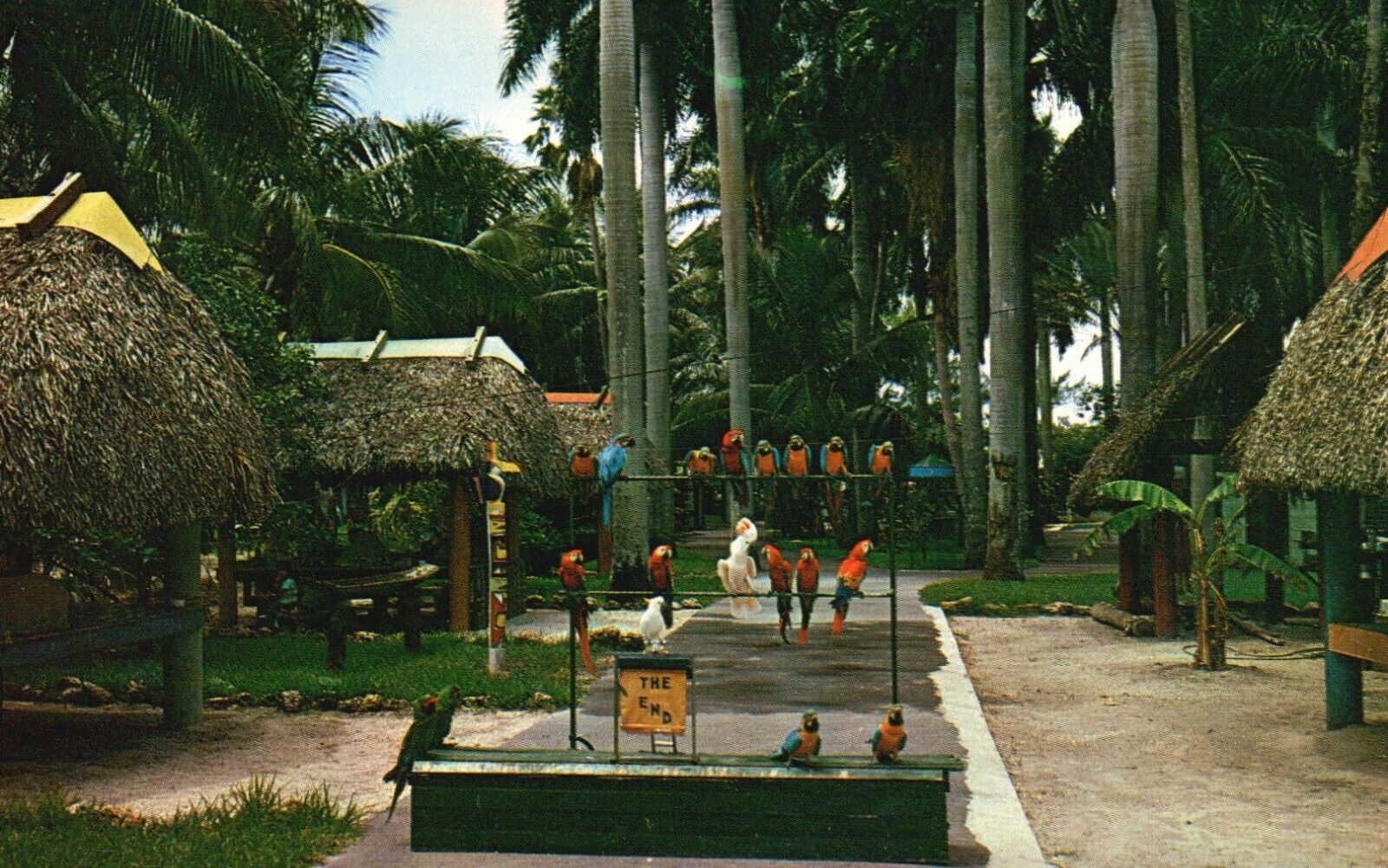 Postcard FL Miami Indian Village at Parrot Paradise Chrome Vintage PC J3275