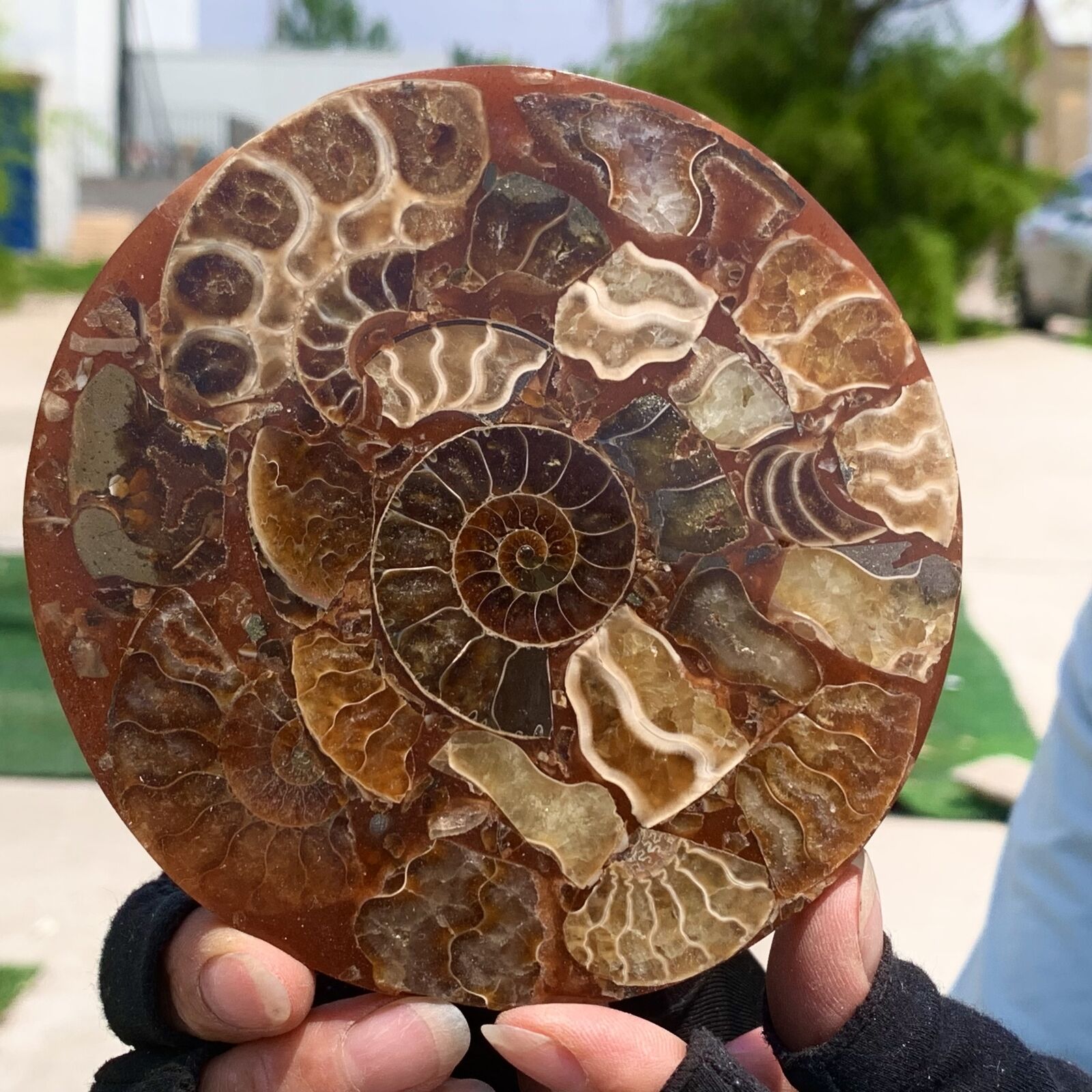 140G Rare Natural Tentacle Ammonite FossilSpecimen Shell Healing Madagascar