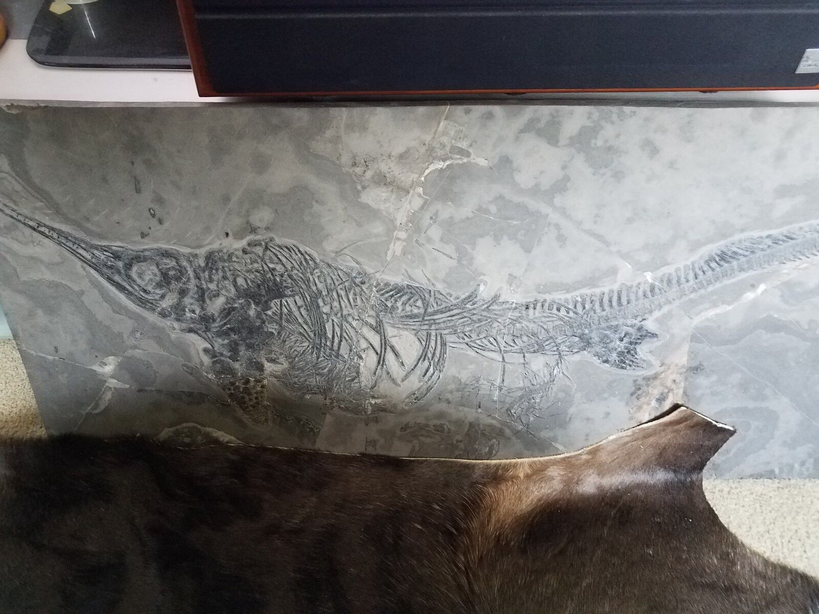 Rare 100% Genuine Ichthyosaur Dinosaur Fish Reptile Fossil Zero Resto
