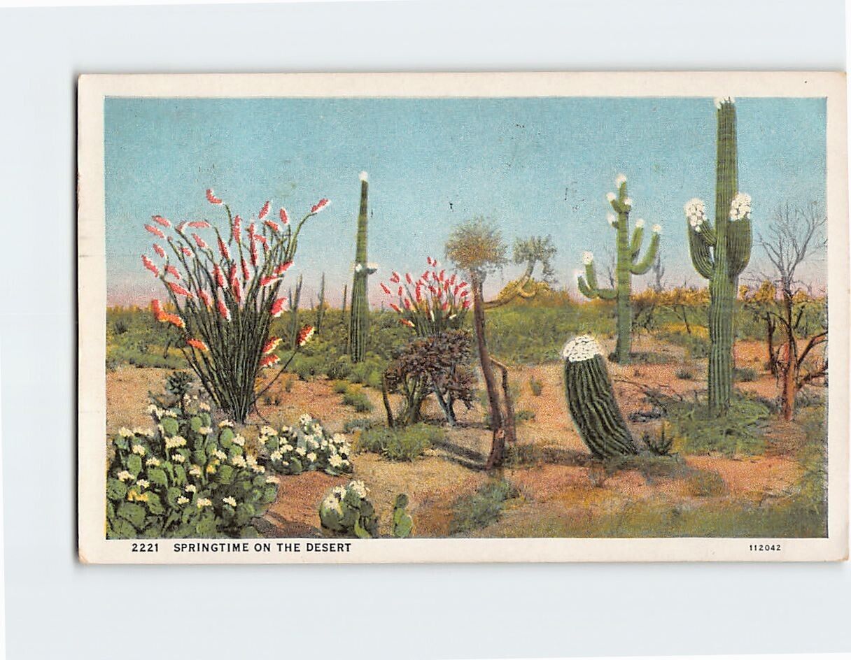 Postcard Springtime on the Desert USA North America