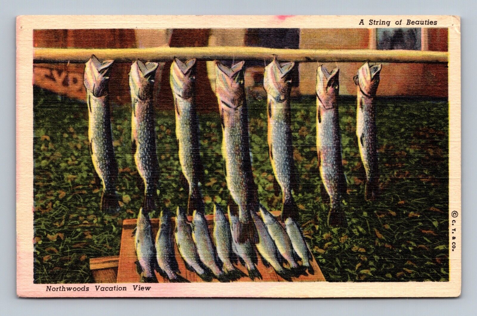 Postcard A String of Beauties northwoods vacation view