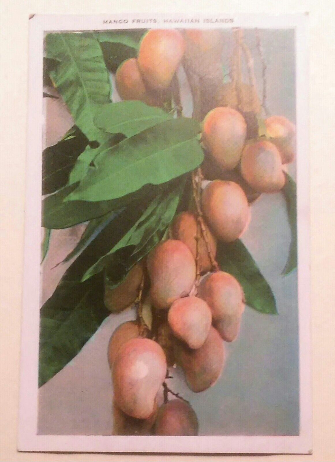 1930\'s Mango Fruits TH Hawaii Island Curio Maui Book Store Wailuku