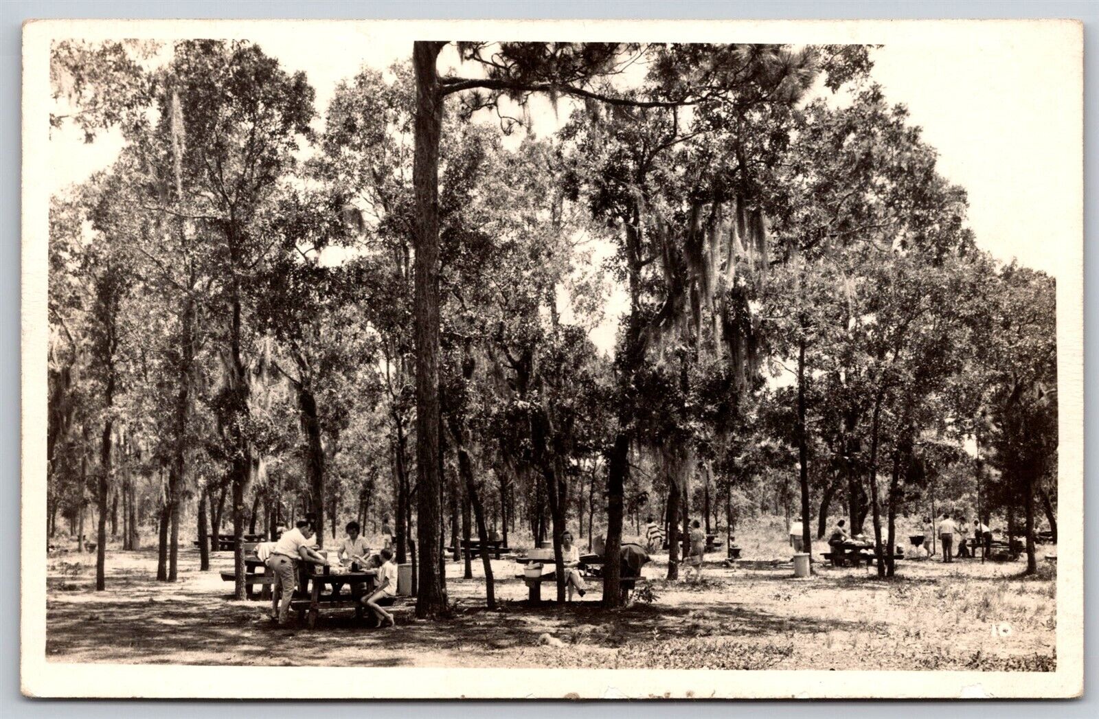 Postcard Picnic Grounds Gold Head Branch State Park Keystone Heights FL RPPC C56