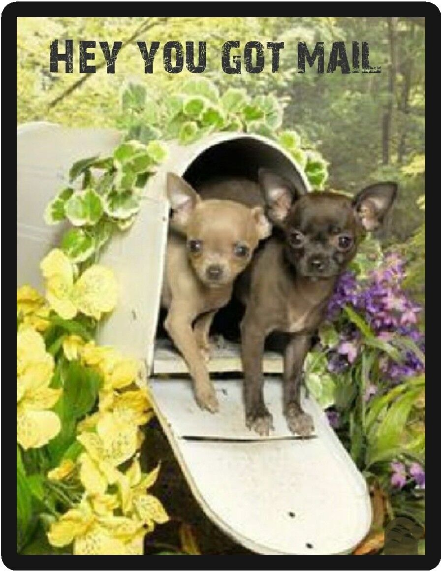 Dog Humor Chihuahua You Got Mail Refrigerator Magnet     