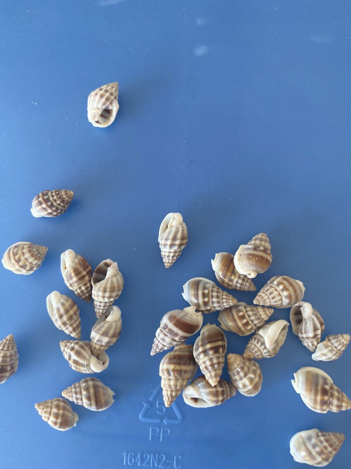 Nassa Persica Sea Shells - 1/2 Cup Tiny Shells 0.5”-0.75” Nassarius, Craft Shell
