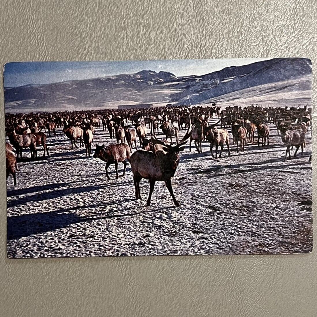 Postcard Giant herd of elk in the Refuge where they are fed in the wintertime