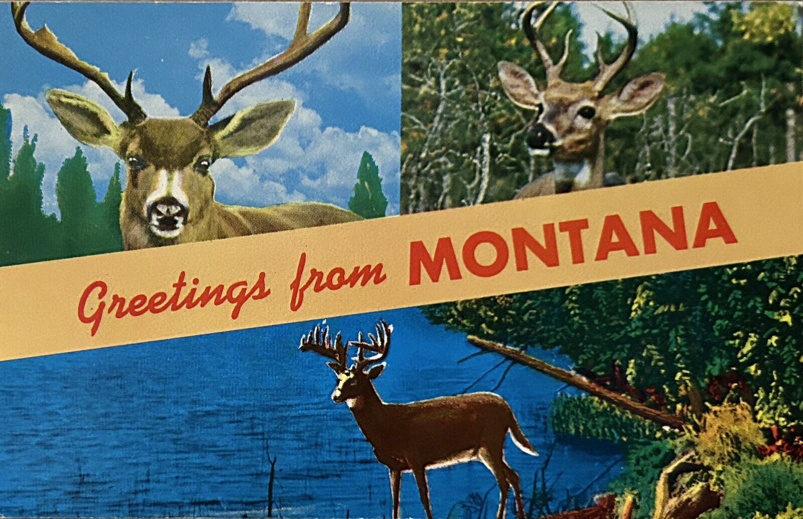 Postcard Greetings from Montana; the Big Sky Country • Wild Life • Large Letter