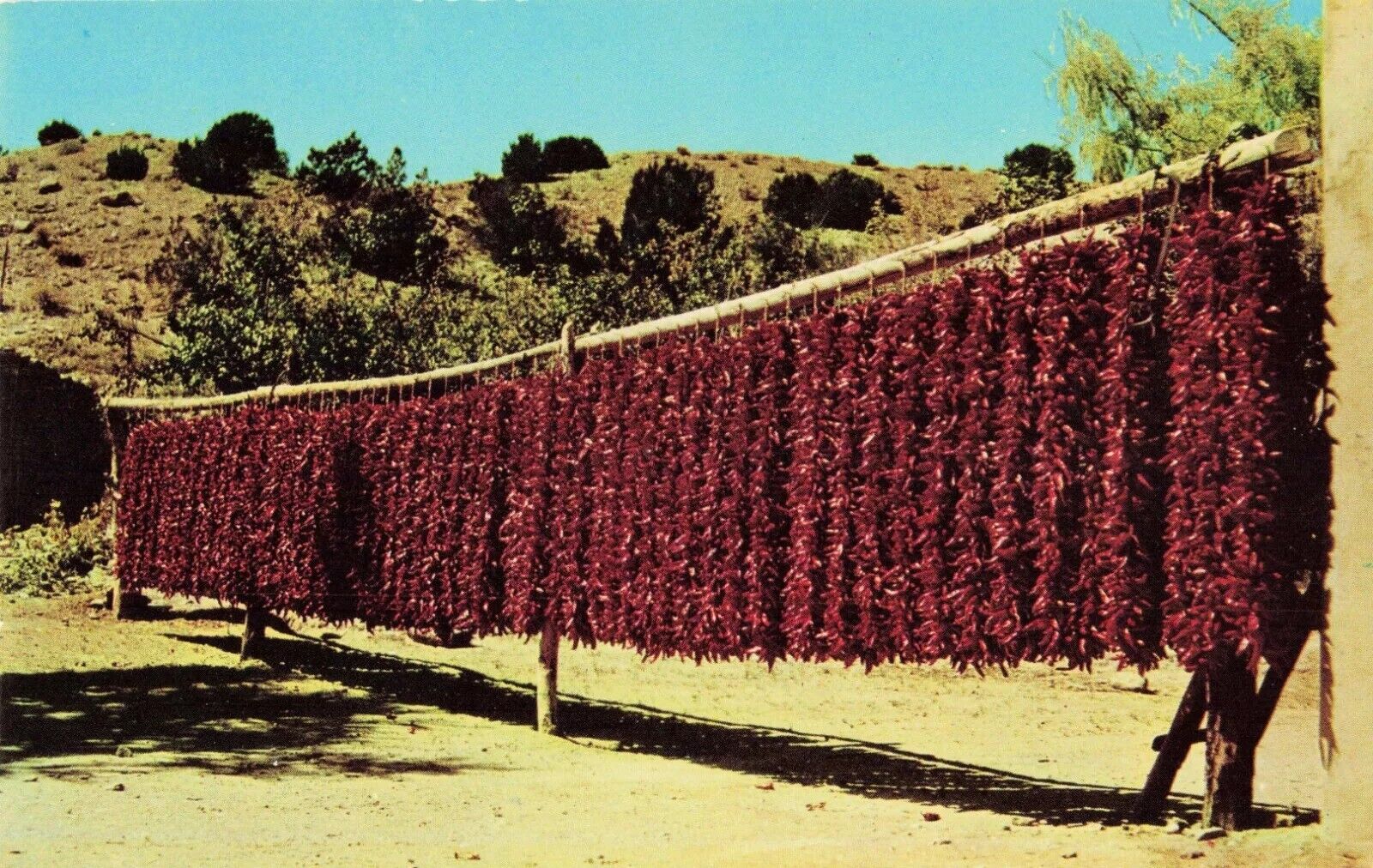 Strings of Red Chili Peppers Hanging Out To Dry - Postcard