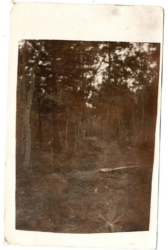 RPPC Pine Forest Trail Dark Unposted Postcard Ghost Image