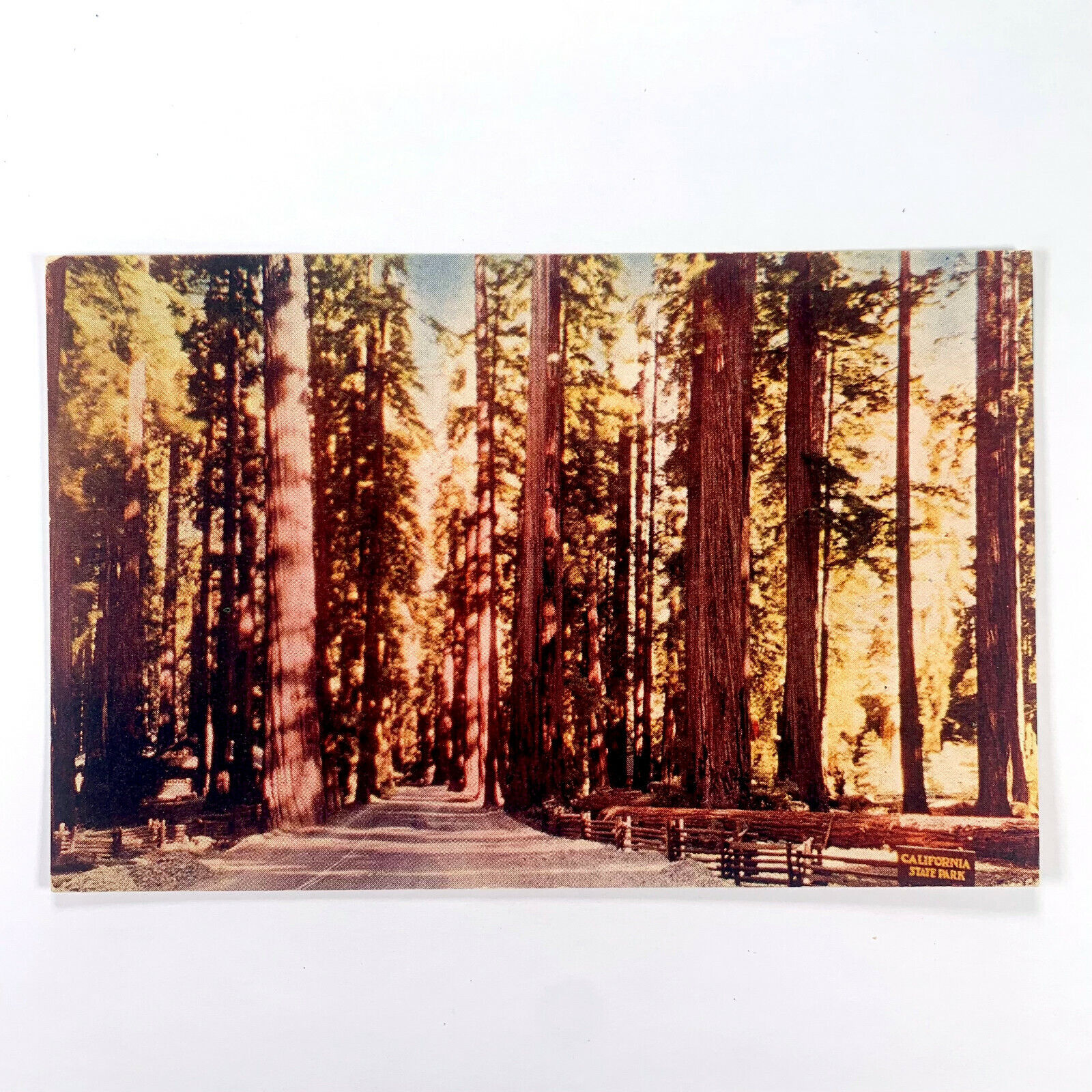 Postcard California Redwood Highway CA Richardsons Grove State PArk 1960s Chrome