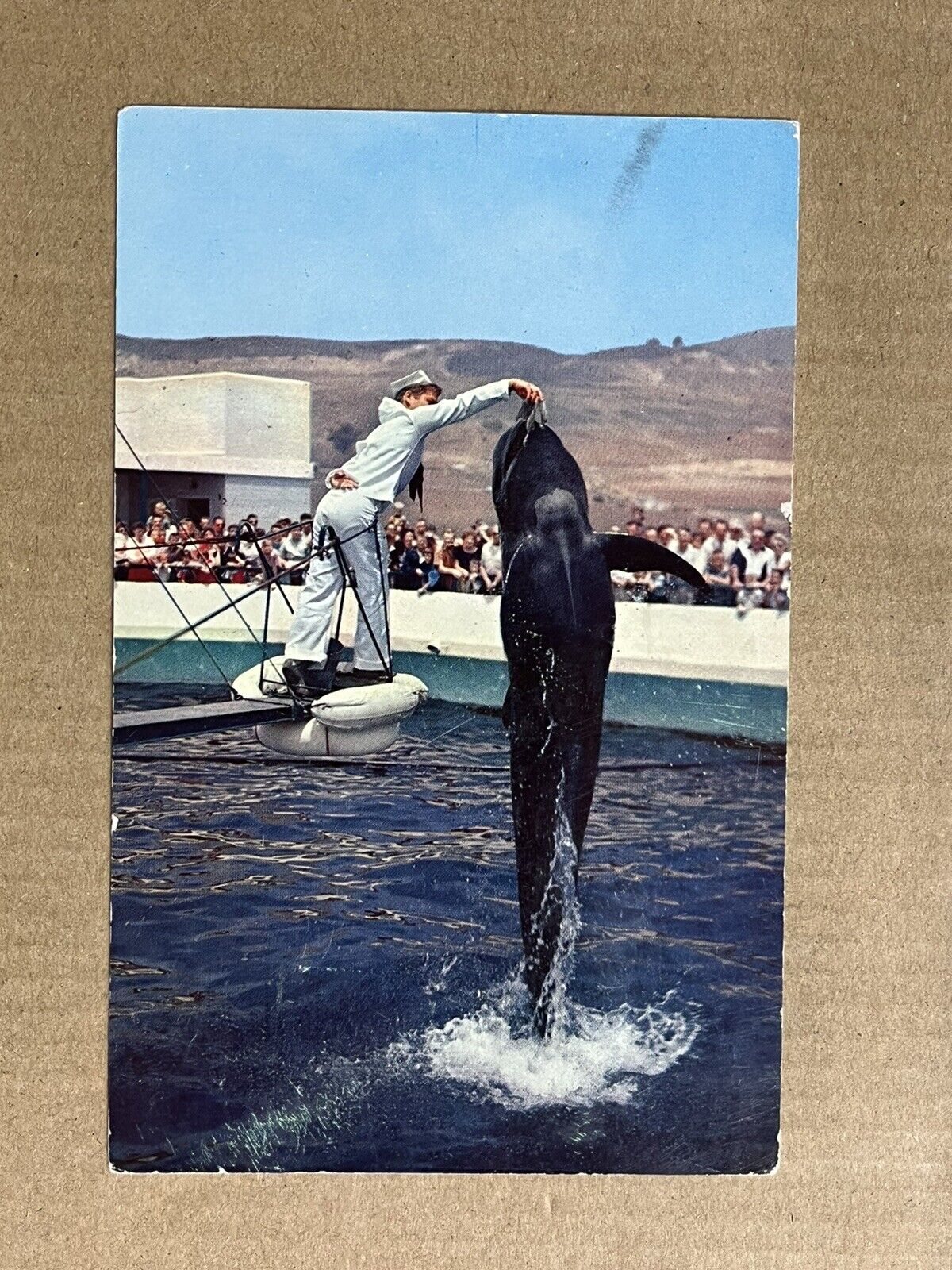 Postcard Marineland of the Pacific Bubbles the Pilot Whale California