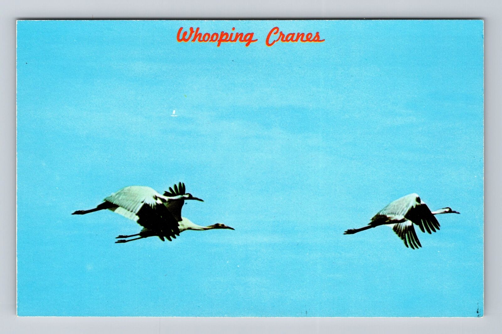 AR- Arkansas, Whoopers In Flight, Whooping Cranes, Antique, Vintage Postcard