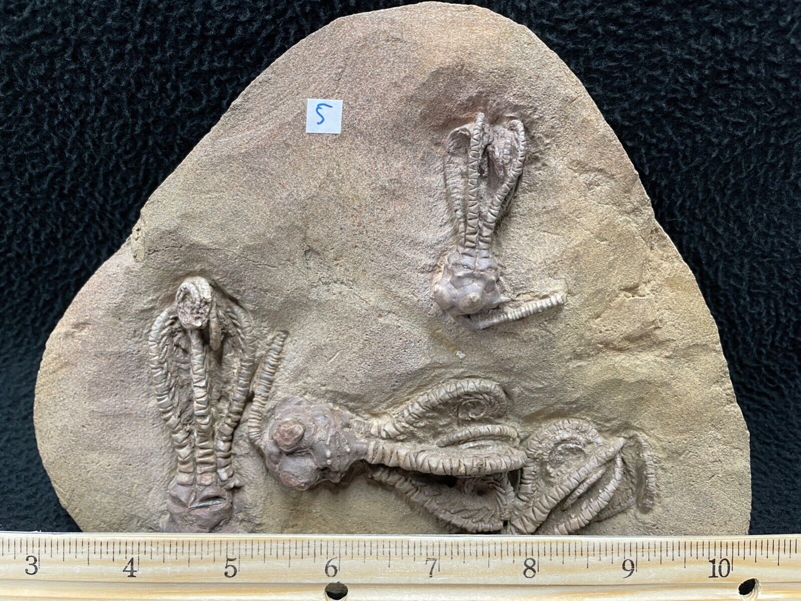 Super Fossil Crinoid Plate, Jimbacrinus bostocki, Australia
