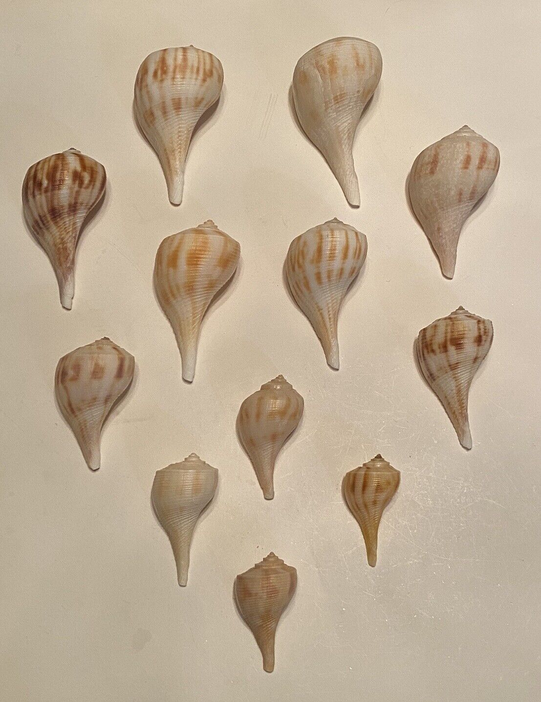 12 Beautiful Pear Whelk Shells From SW Florida
