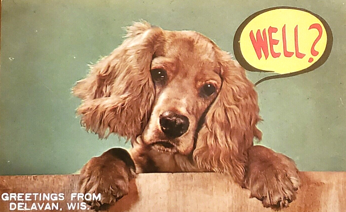 Delavan, Wisconsin WI, Greetings Cute Dog, Vtg Postcard READ