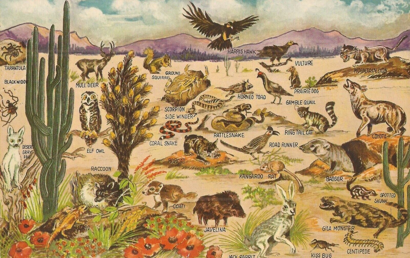 Desert Wildlife - 30 Animals - 1966