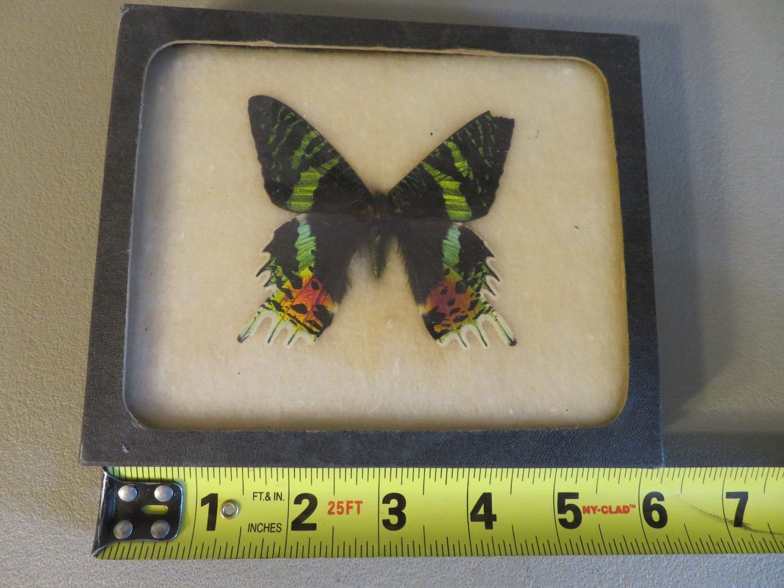 Vintage Rare Real Butterfly Entomology 1950's Unknown Specimen