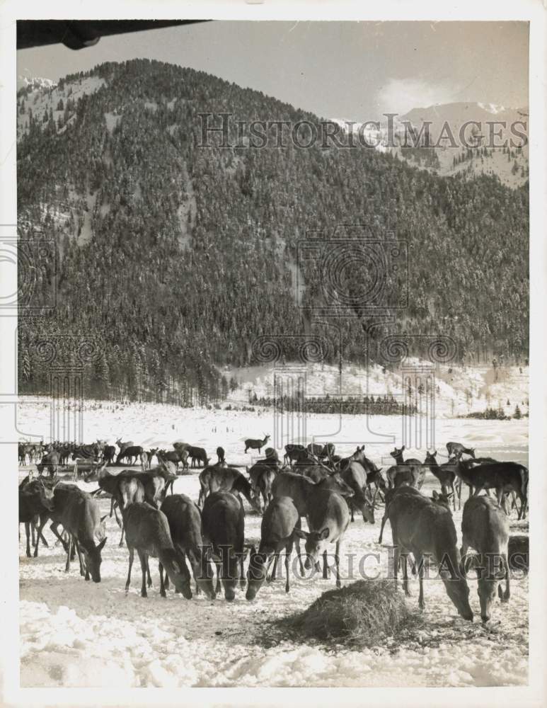 1959 Press Photo Over 200 deer dine on hay near Hamlet of Neu-Fall An Der Isar