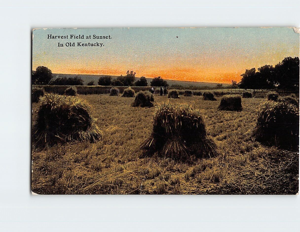 Postcard Harvest Field at Sunset, In Old Kentucky