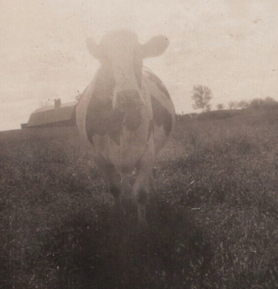 3Z Photograph Artistic Cow Farm Field Bright Exposure  1920-30's 