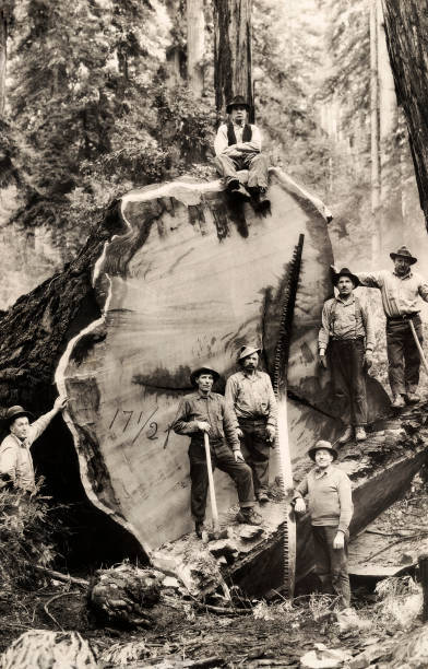 Loggers with their axes saw posing beside a felled redwood Canada 1930 Old Photo
