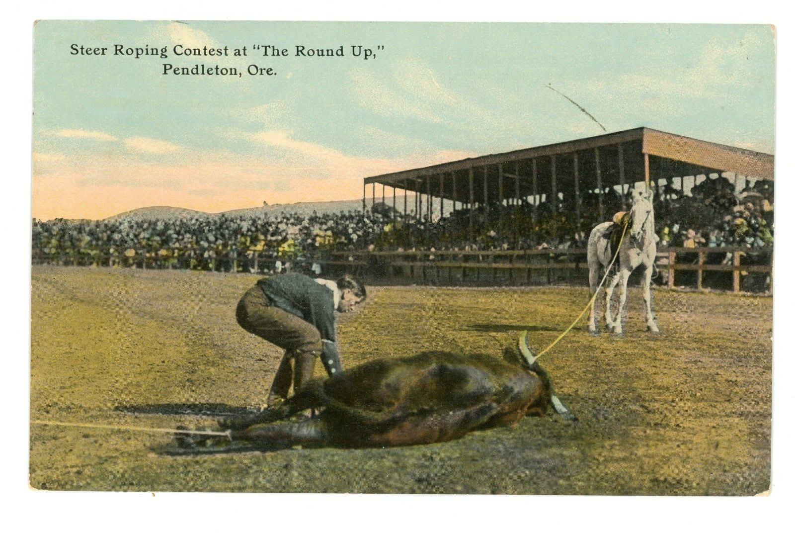 Postcard Pendleton Oregon Steer Roping Contest at \