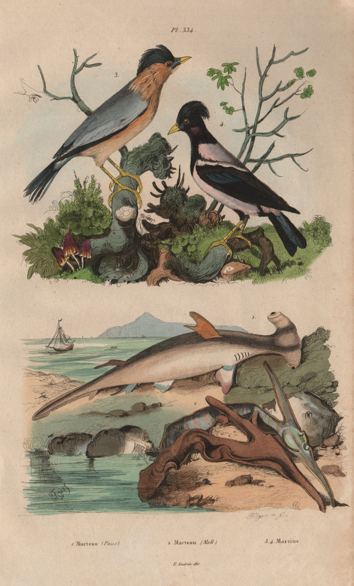 Marteau (Hammerhead shark). Isognomon. Martin birds 1833 old antique print