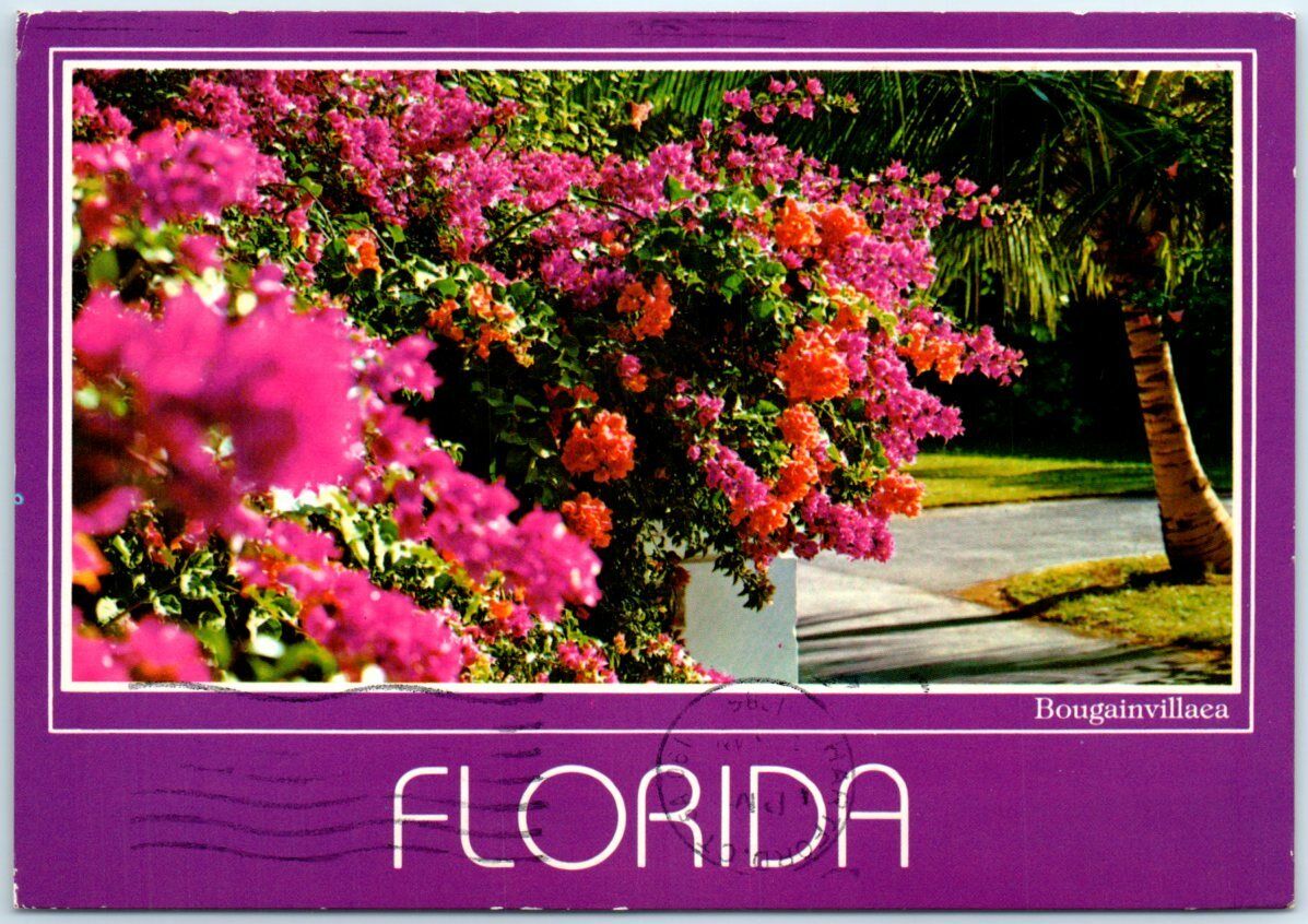 Postcard - Bougainvillaea, Florida