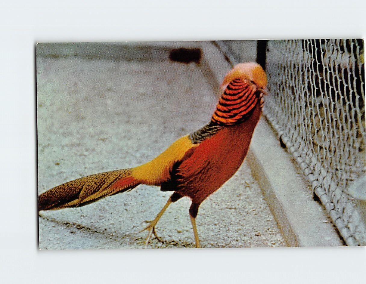 Postcard Golden Pheasant National Zoological Park Washington DC USA