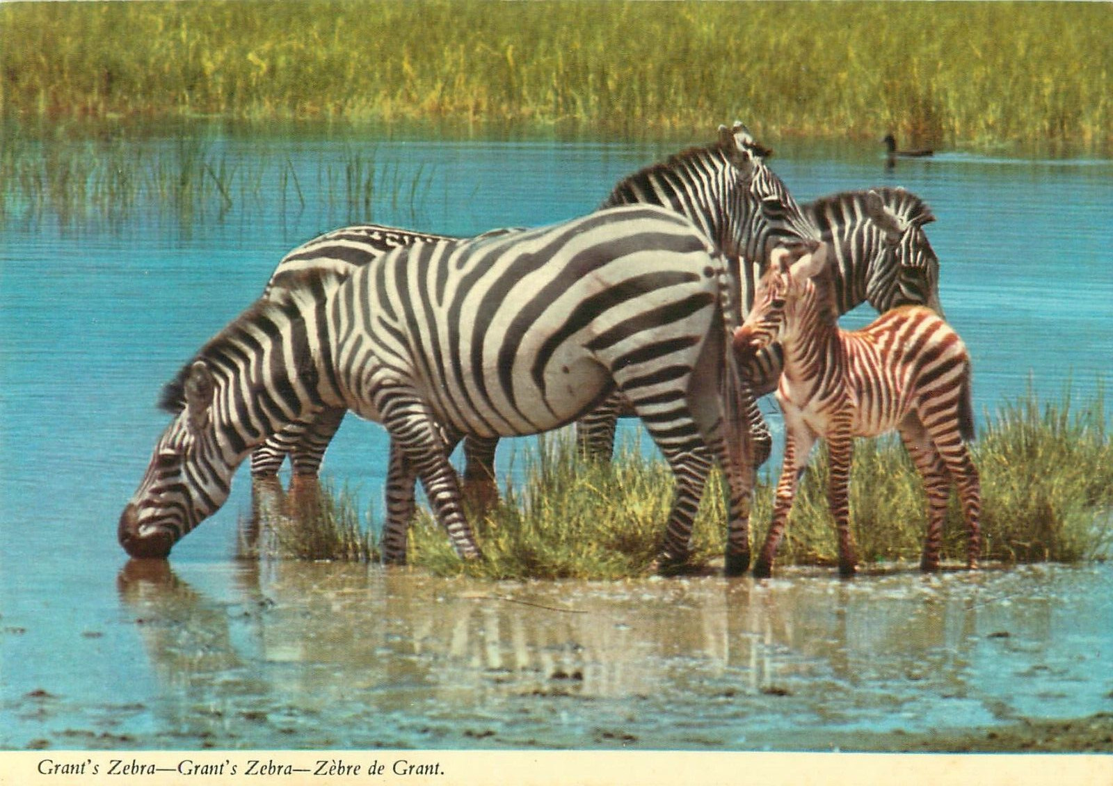 Vintage Africa Grants Zebra John Hinde Original Unposted NOS Postcard
