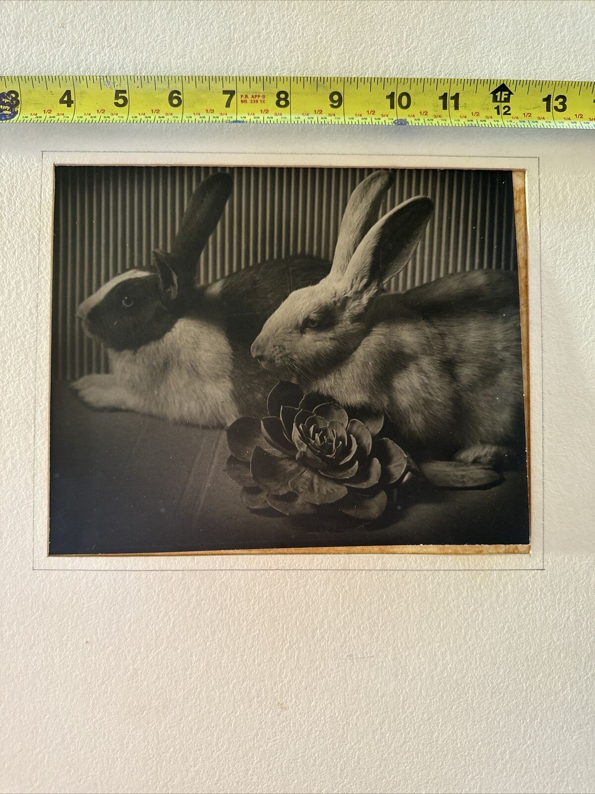 Vintage Photograph By Maurice Bejach : Two Rabbits 1950 Taft Camera Club TAFT Ca