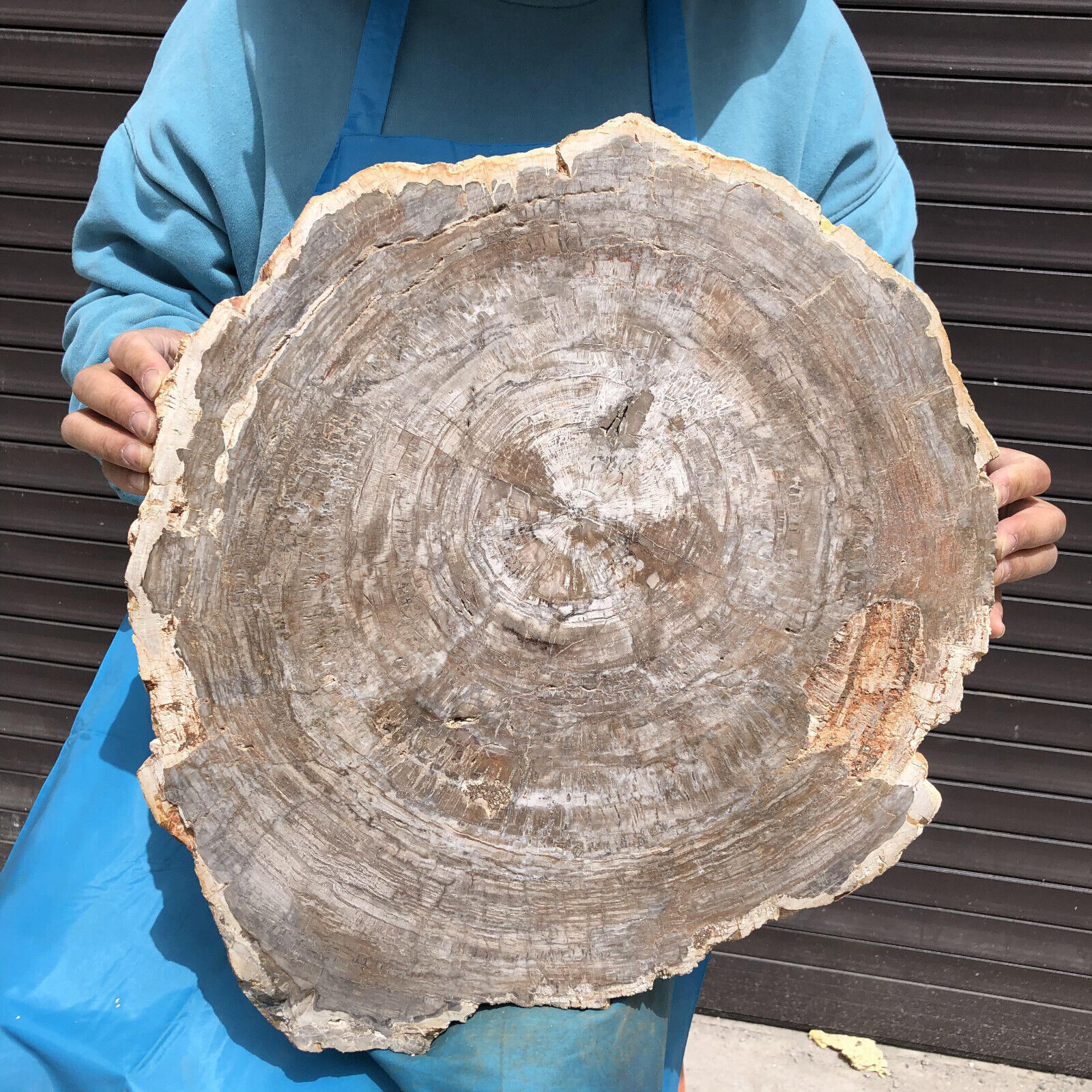 27.32LB Natural Beautiful Fossil Wood Section Specimen Therapy Healing