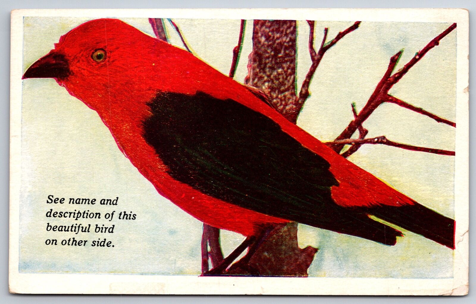 Animals~Closeup View Of Scarlet Tanager Bird Perched On Branch~Vintage Postcard