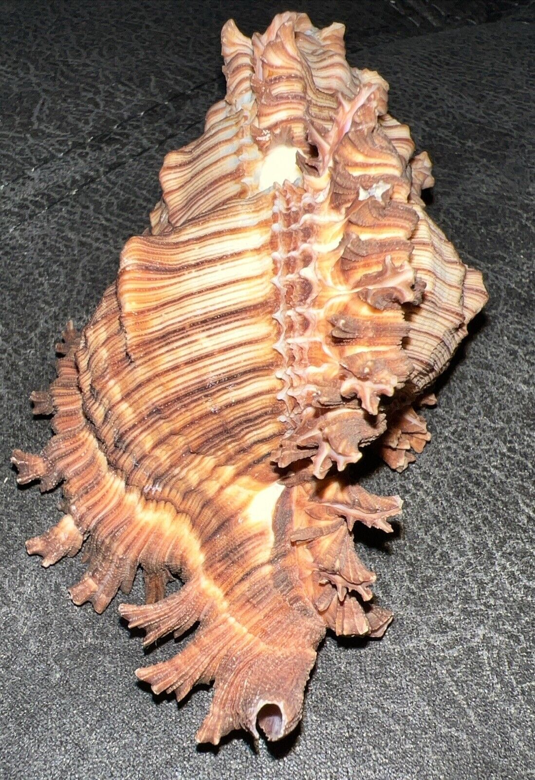 Murex Shell , lace/octagonos, approximately 4 3/4”