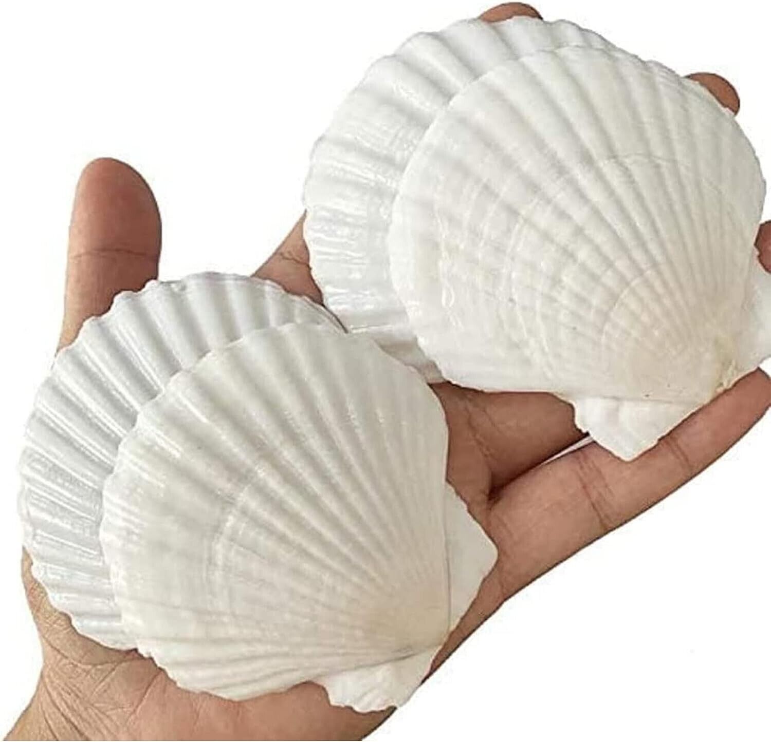 25PCS Sea Shells for Crafts Decoration Crafting 2'' 3'' White Scallop Shells New