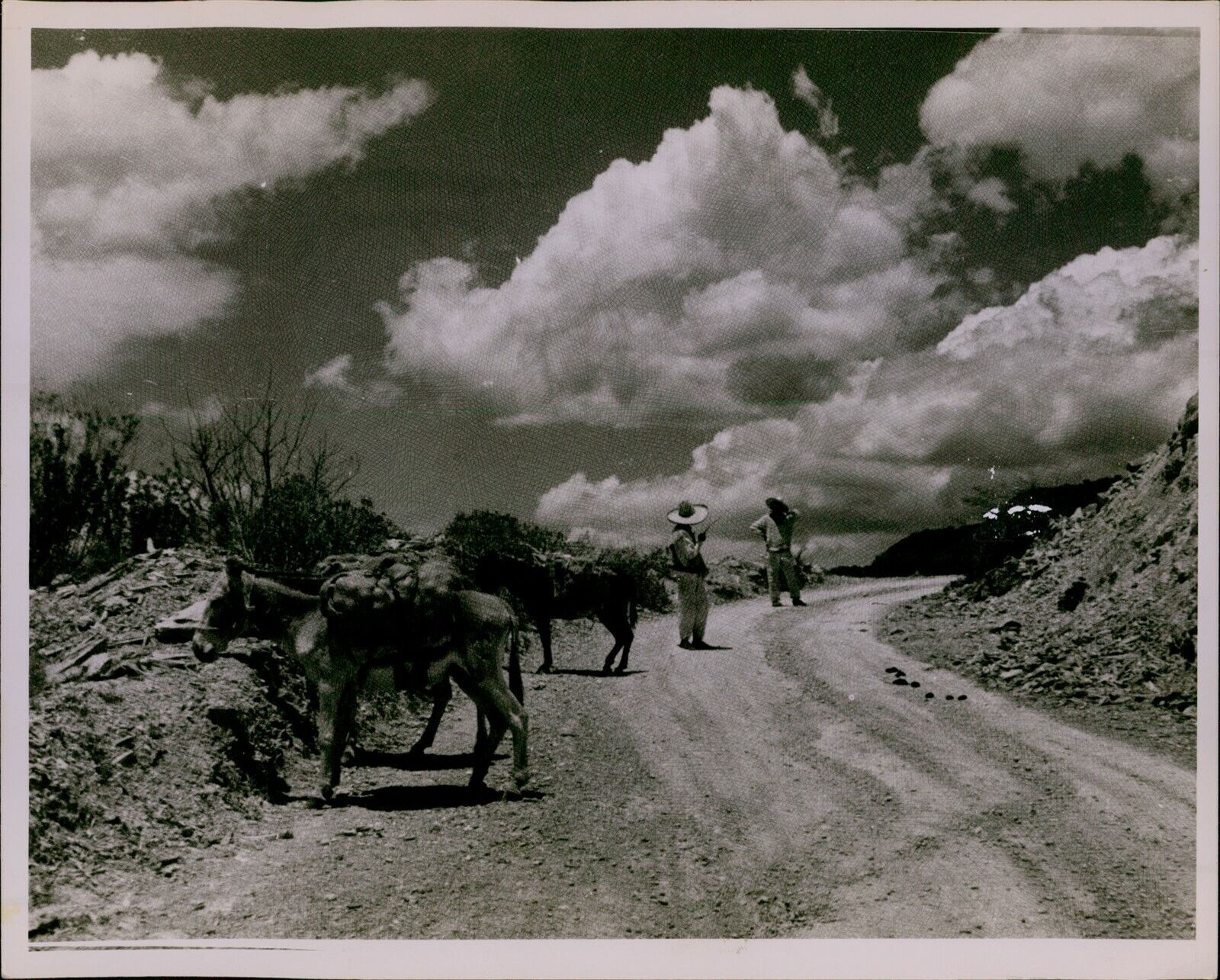 GA61 1920s Original Photo BURROS IN MEXICO Donkeys on Dirt Road Sombrero Man