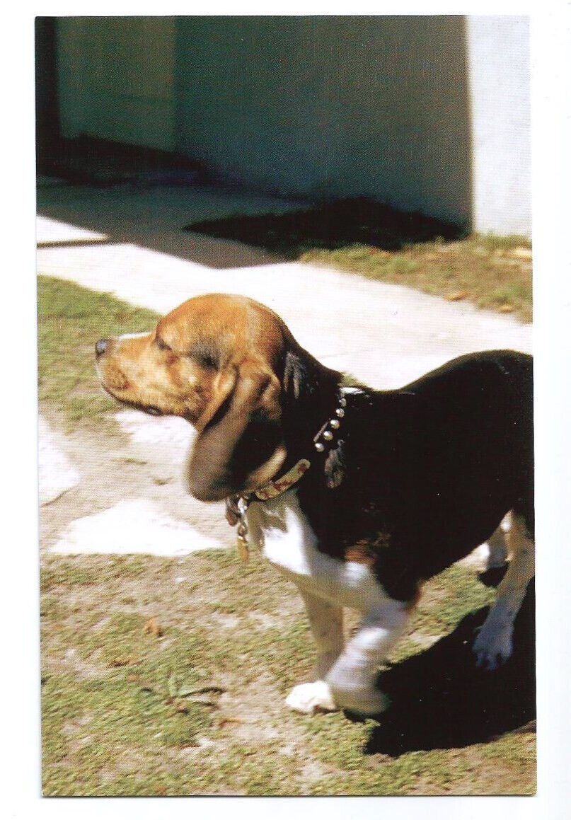 Beagle Dog Postcard