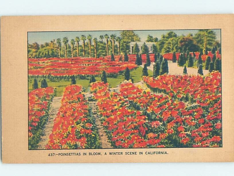Pre-Chrome CALIFORNIA FLOWERS Published In Los Angeles California CA AH5526