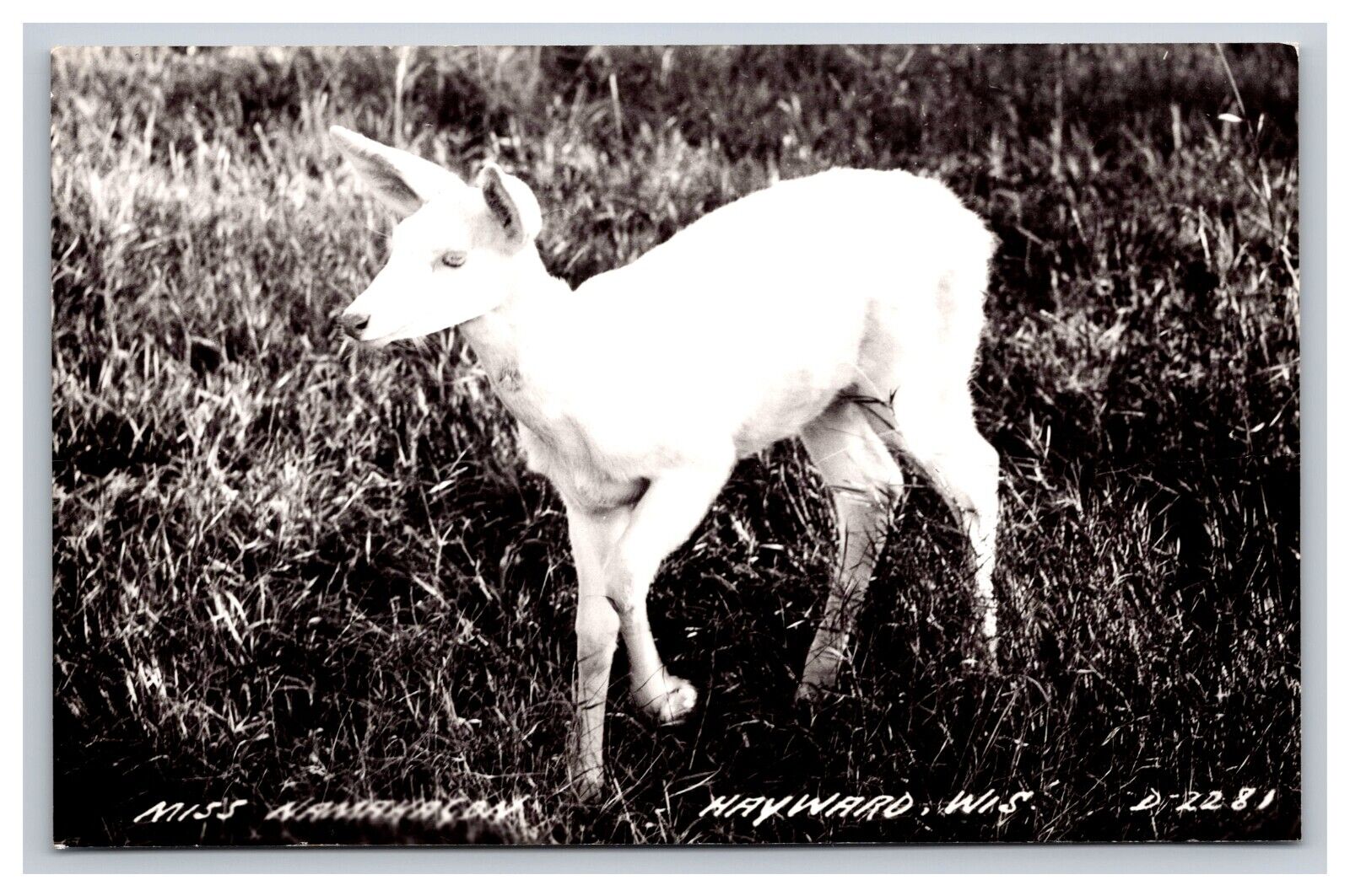 RPPC Miss Namakagon Albino Deer, Hayward Wisconsin WI Postcard