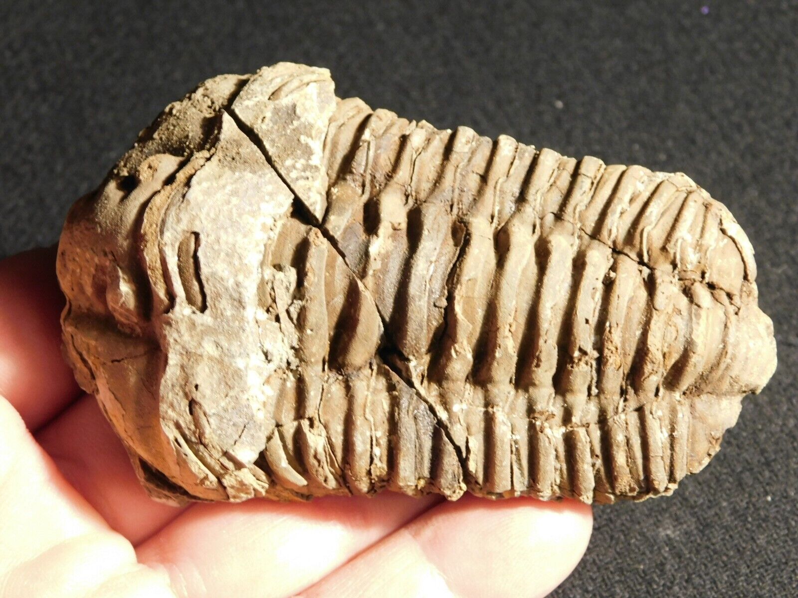 BIG 460 MILLION Year Old TRILOBITE Fossil From Morocco 148gr