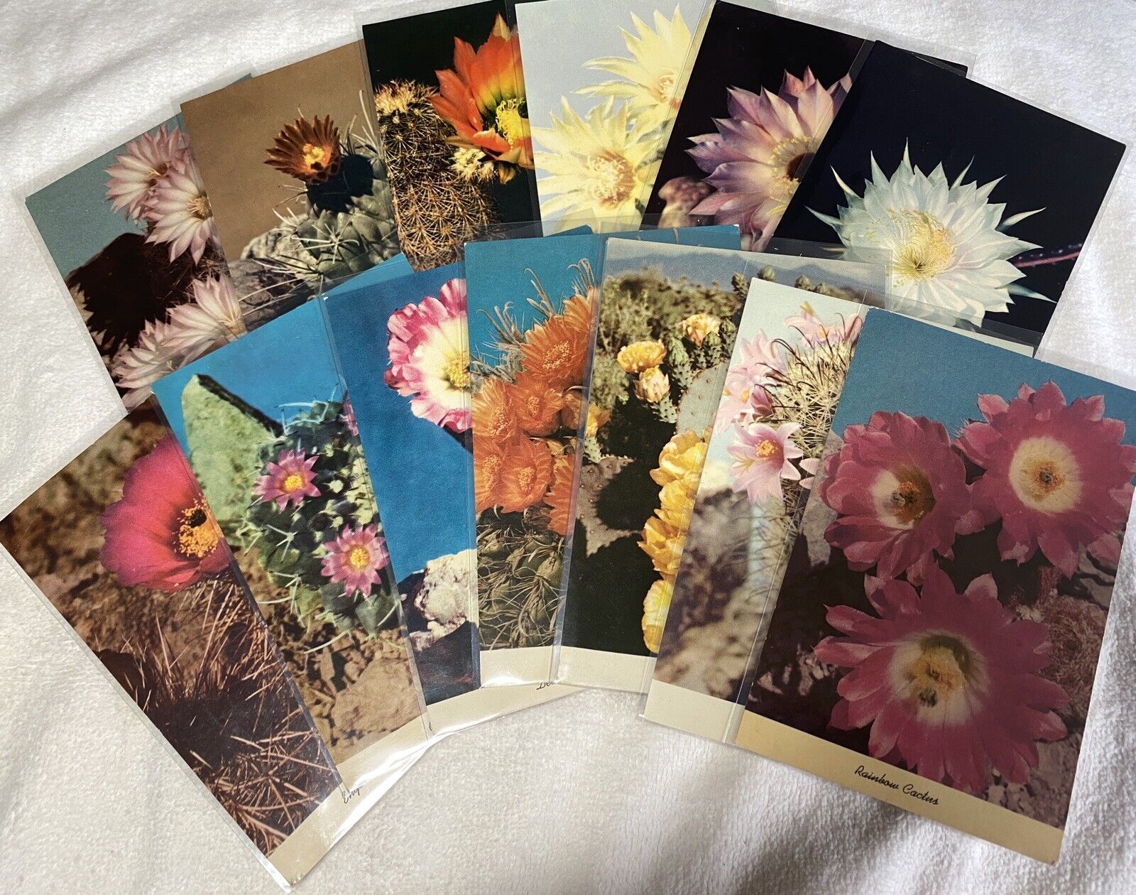 Desert Cactus Flower Postcards Lot Of 14 Vintage Chromes Unused Colorful