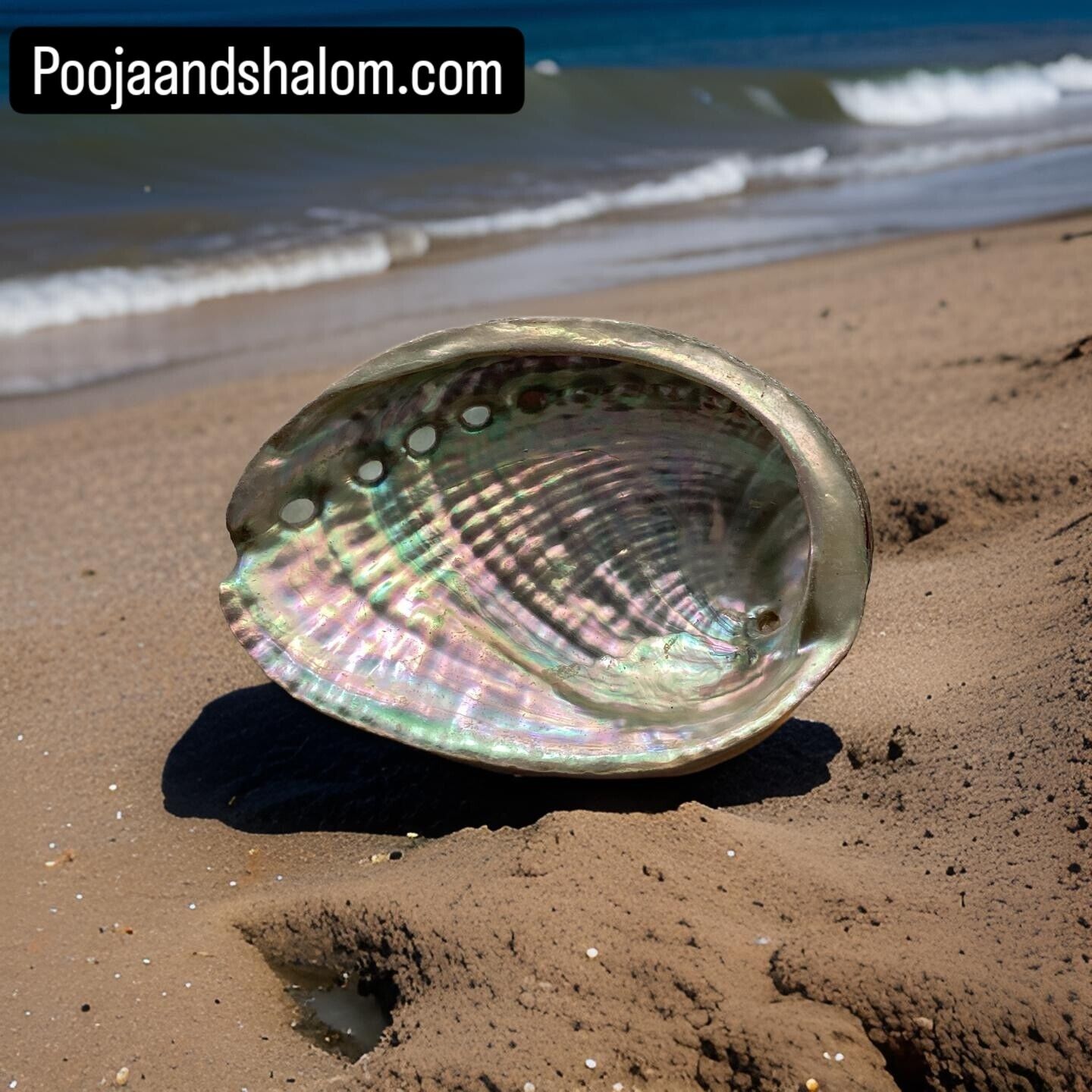 Abalone Shell Natural Multi-Colored Whole 5.5” x 4\