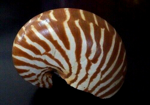 Chamber Nautilus pompilius 95 mm F+++  3.5 inches,NO enhancement all natural