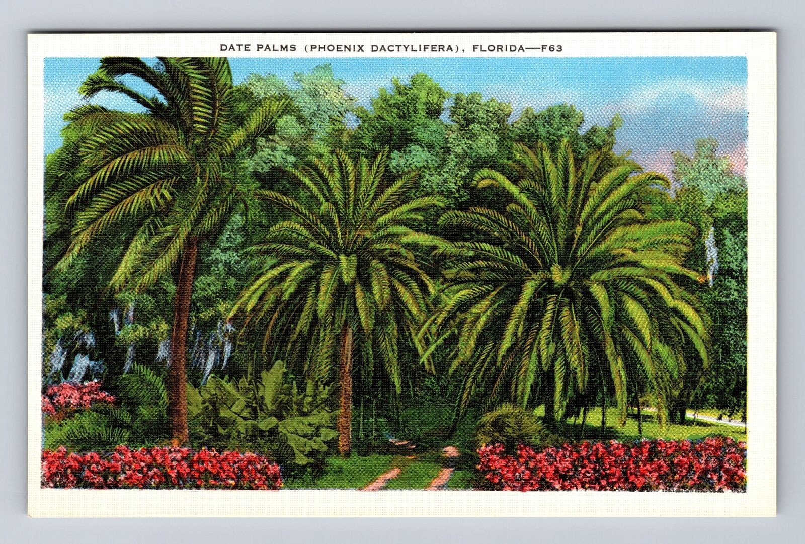 FL-Florida, Date Palms, Antique, Vintage Postcard