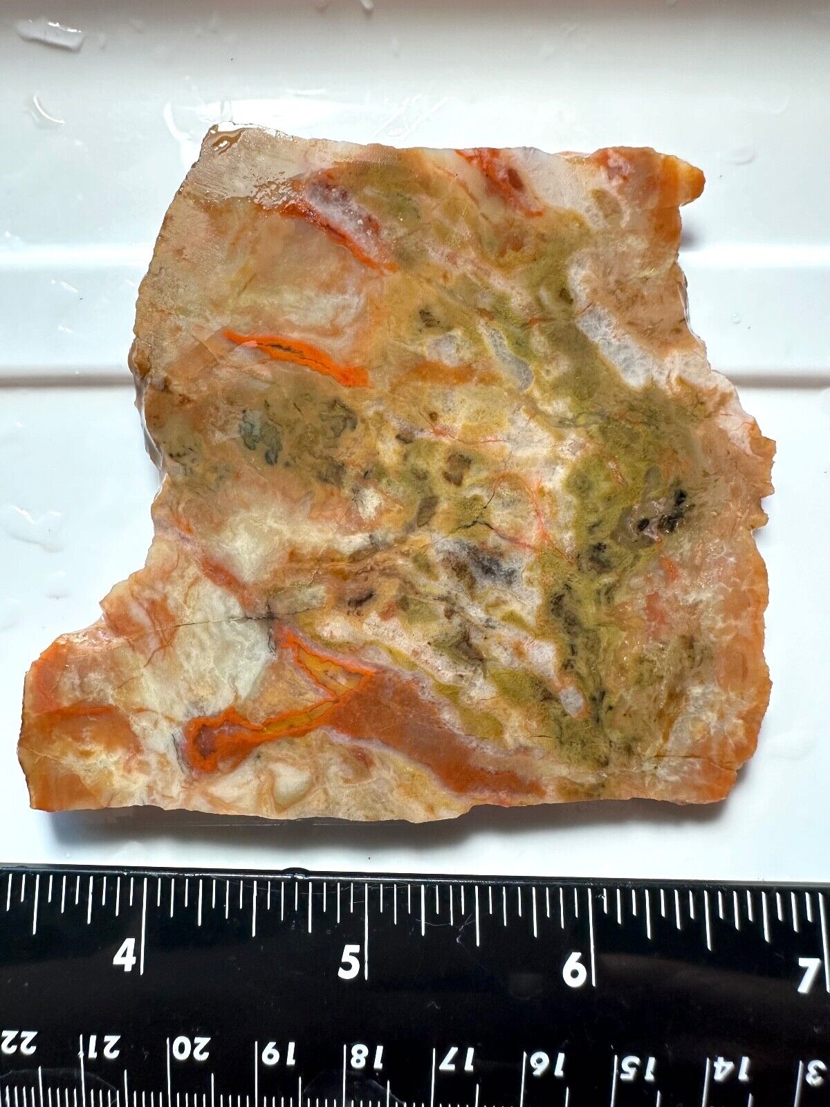 Big dinosaur coprolite (poop) slab from Utah - 3 x 3\