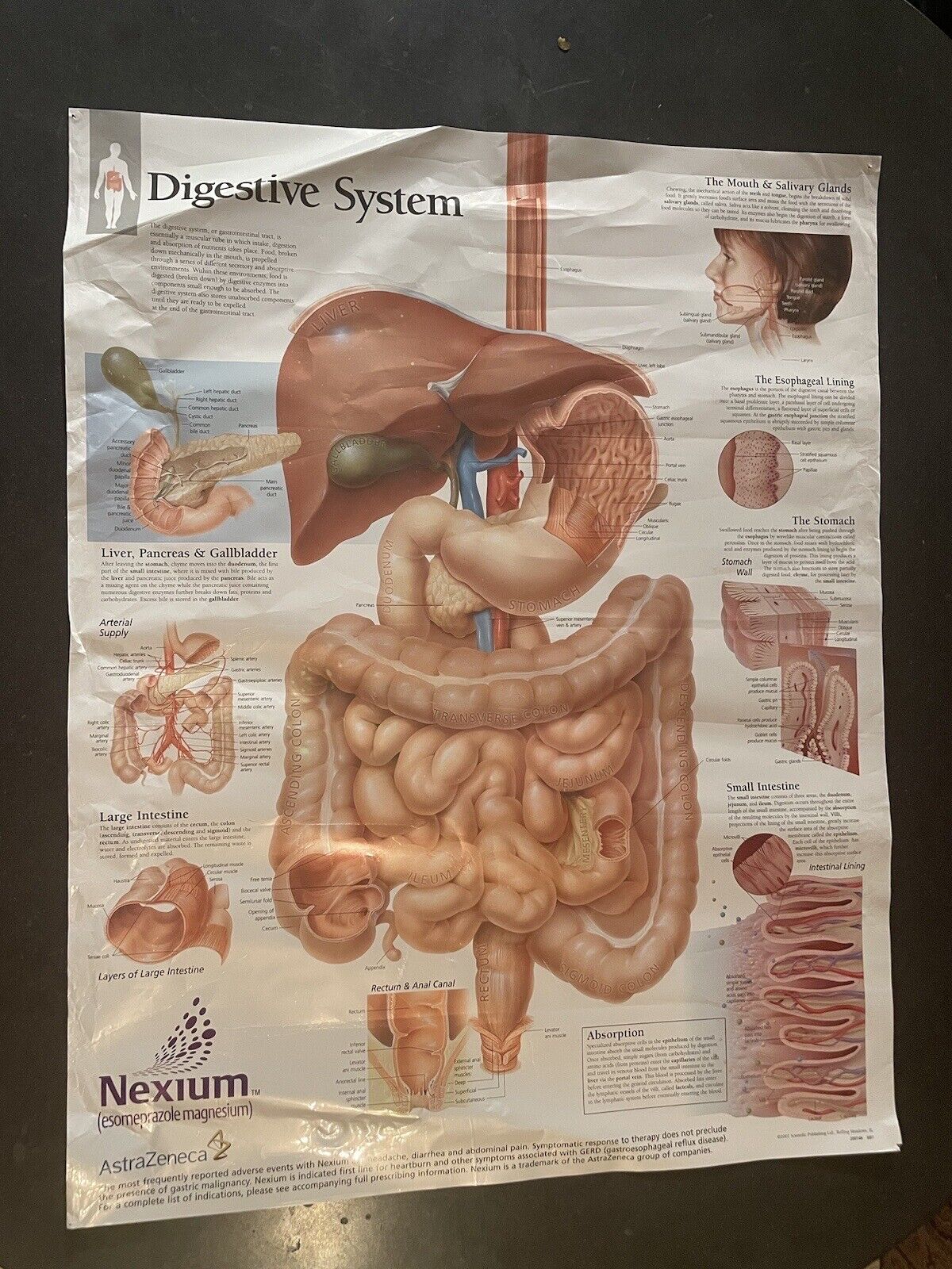 Vintage Digestive System Nexium Medical Poster *HAS FOLDS/TEARS*