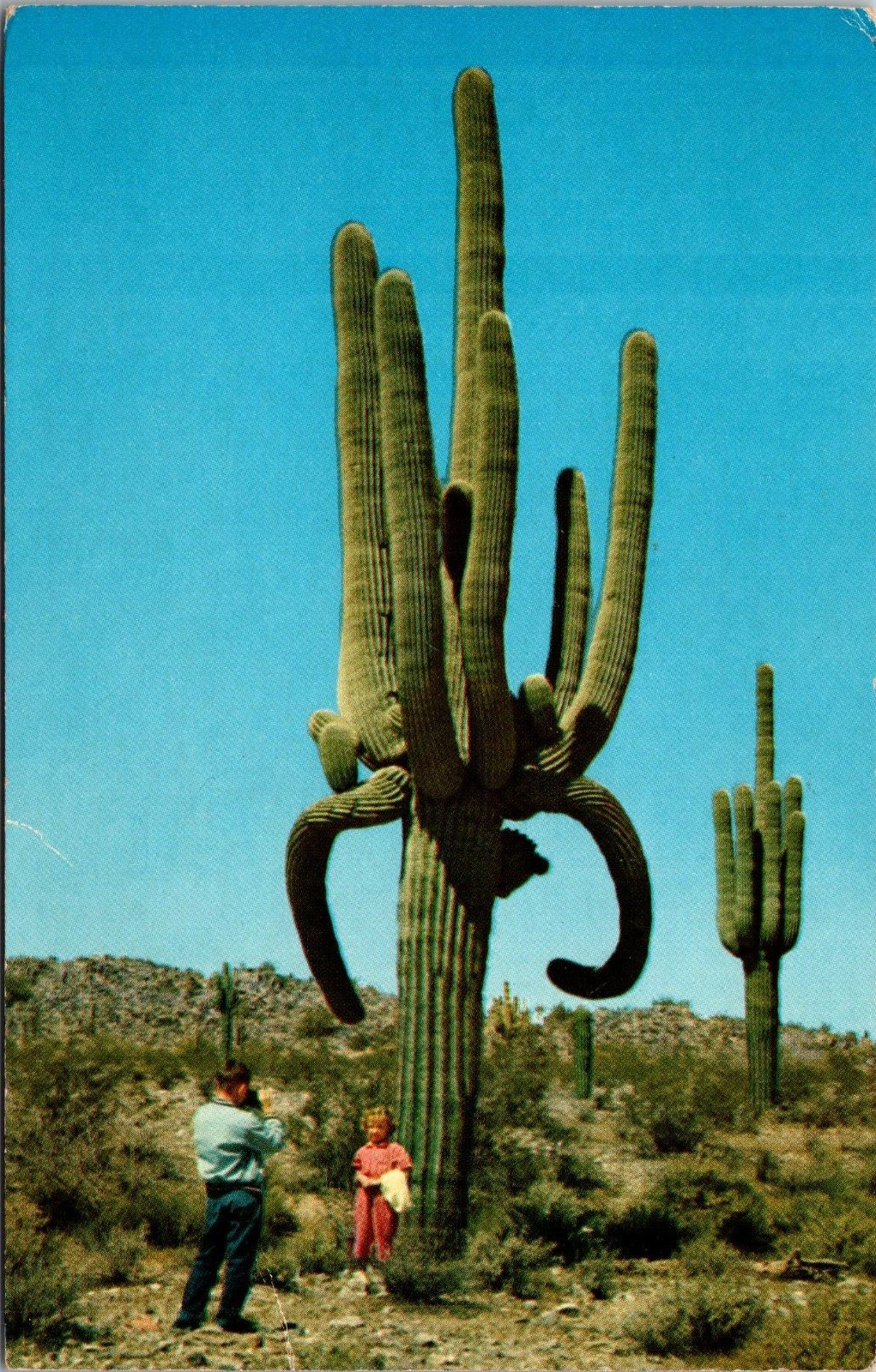 Postcard Desert Giants Worlds Largest Cacti & Giant Saguaro  [dm]