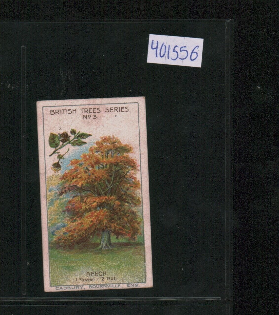 1911 Cadbury\'s Bournville British Trees - #3 Beech (401556)
