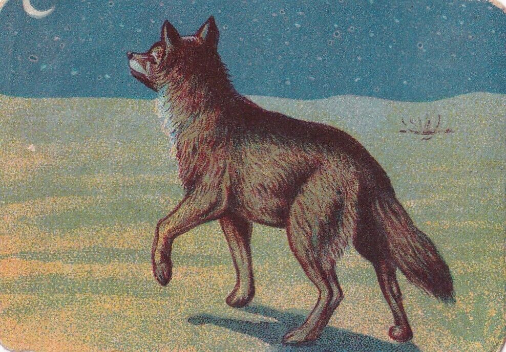 Circa 1900 Chromolithograph Card -Wolf -Artist Adolf Titze - Germany