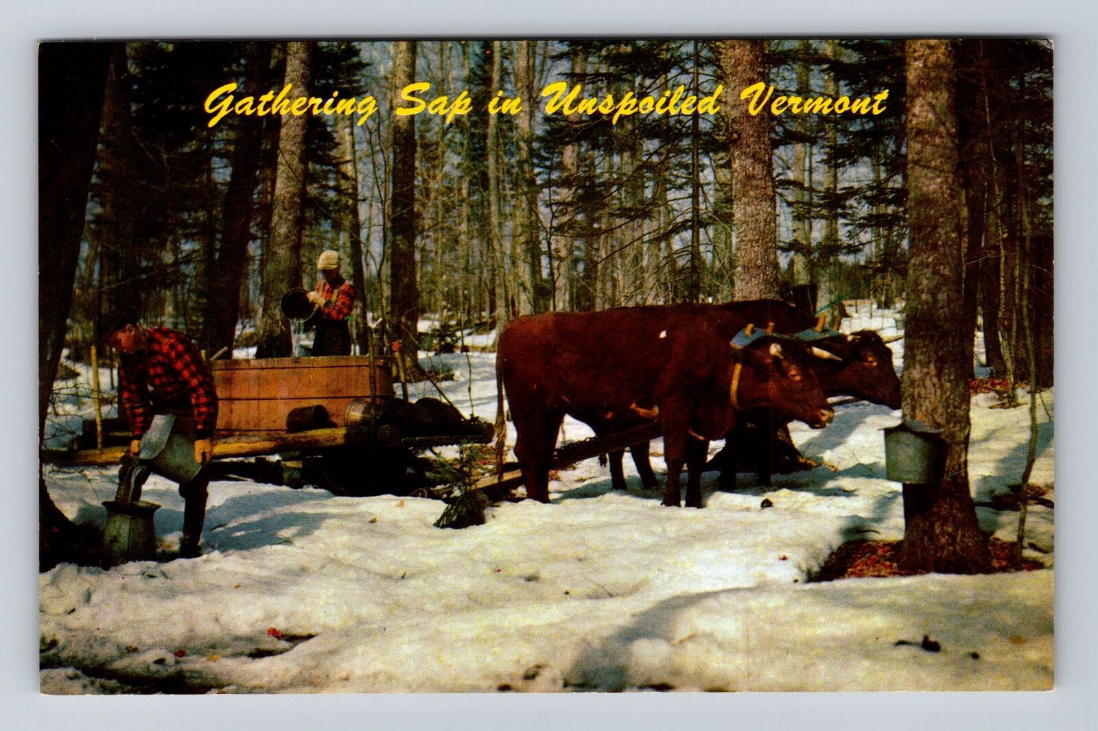 VT-Vermont, Gathering The Sap, Maple Syrup, Antique, Vintage Souvenir Postcard
